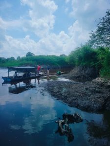 Komisi III DPRD Pelalawan Sidak Ikan Mati di Sungai Kampar Diduga Limbah PT RAPP, DLH Harus Transparan Untuk Hasil Labnya
