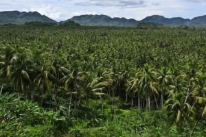Perkebunan Ilegal Marak di Pelalawan, Ratusan Hektare Lahan Sawit Tanpa Izin