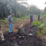 Tim BBKSDA Riau memeriksa jejak harimau sumatera di kawasan kebun sawit di Kampung Teluk Masjid, Sungai Apit, Siak, Riau